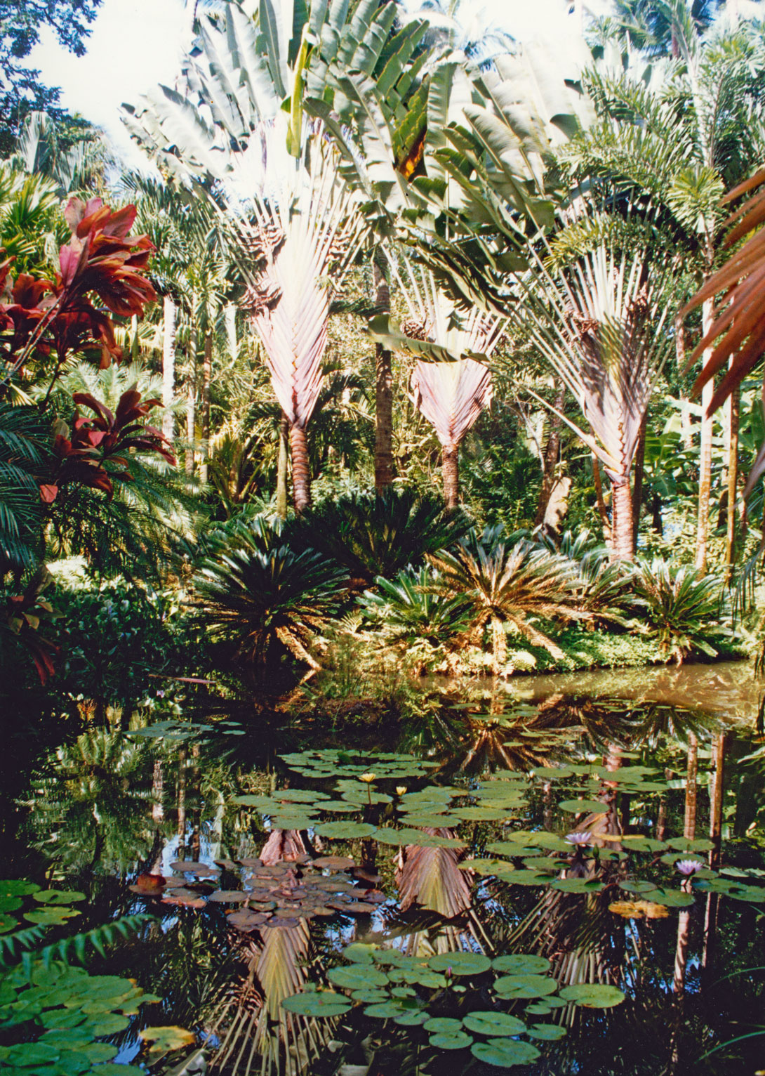 Big Island Botanical Garden