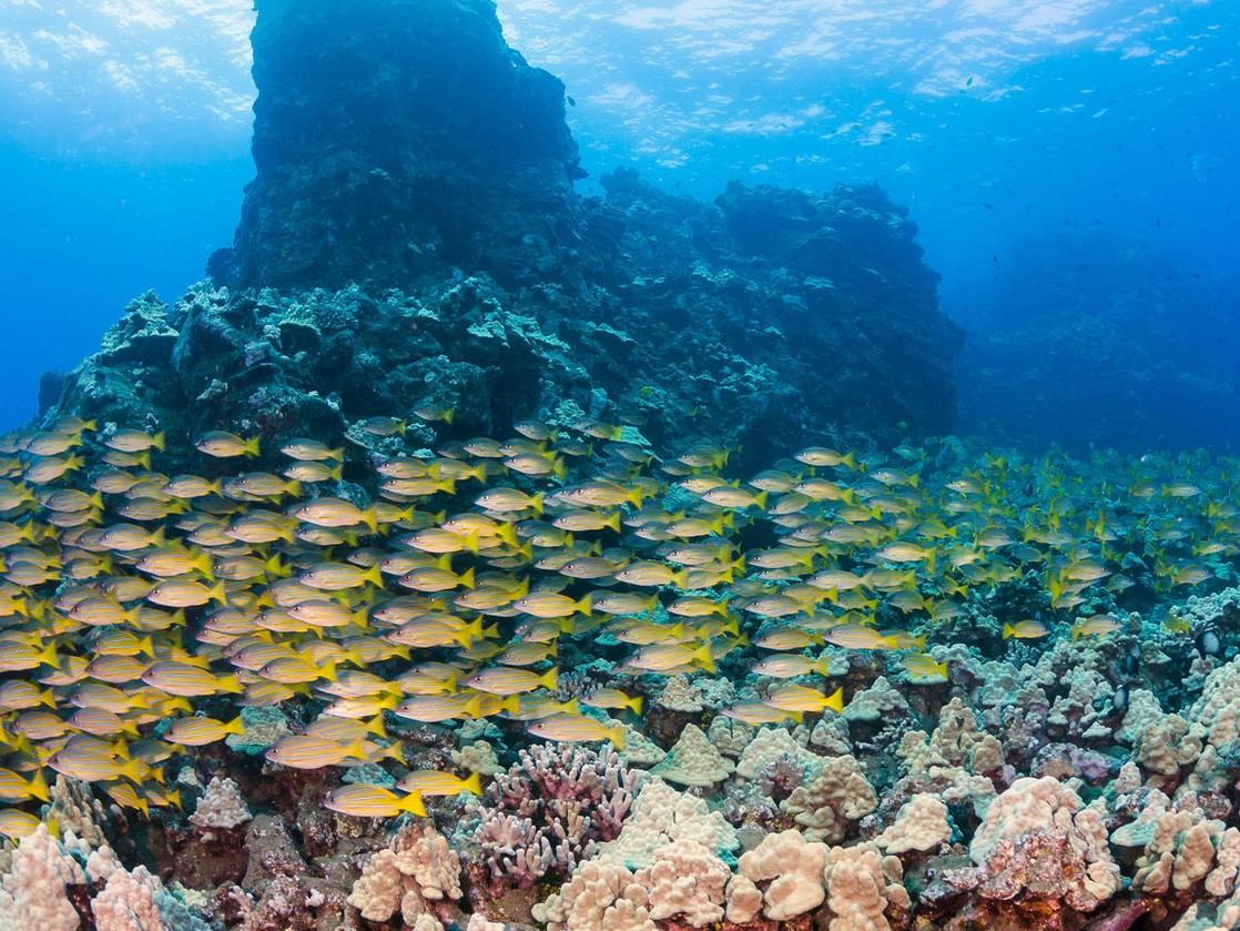 Fische am Sweetheart Rock  in Lanai