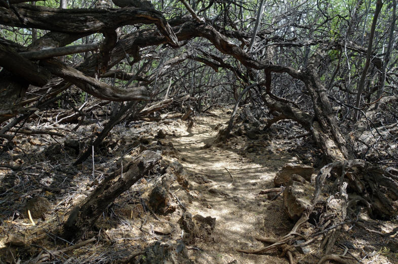 Petroglyphen-Trail