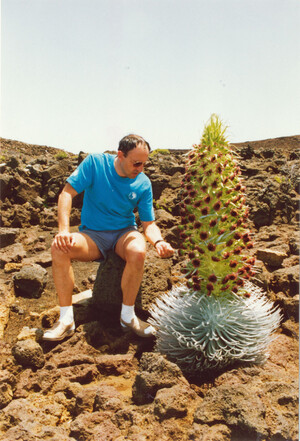 Silversword am Haleakala auf Mauai