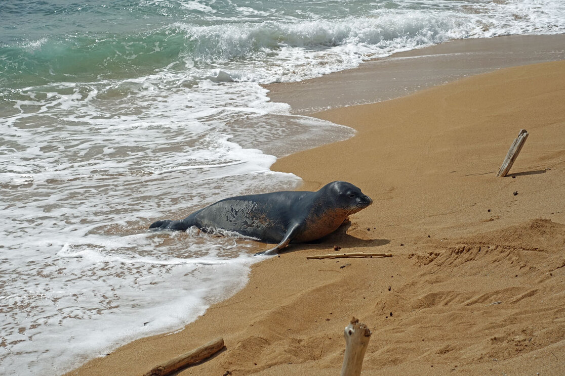 Moenchsrobbe am Strand von Kapaa