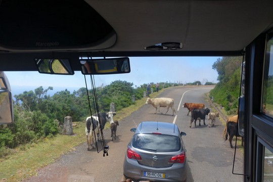 2021 trendtours madeira reisen Madeira Reisen